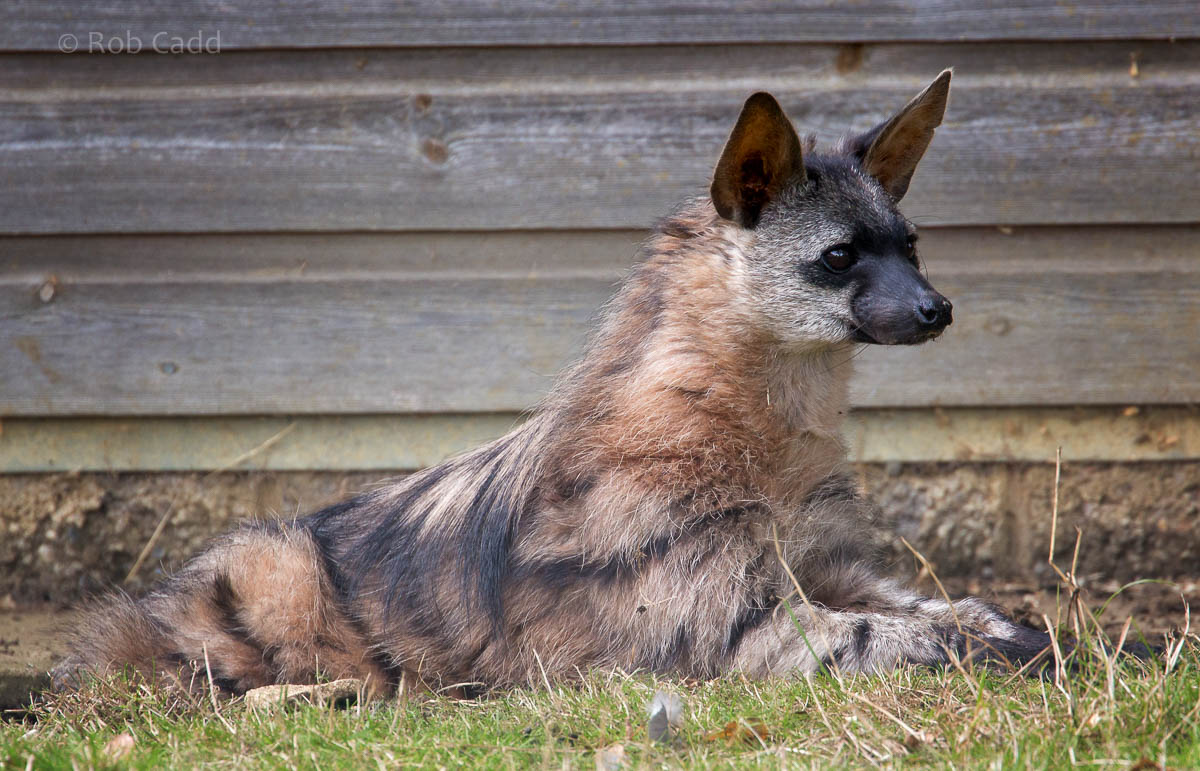 Southern aardwolf : Hamerton : 13 Sep 2015 [+ video]