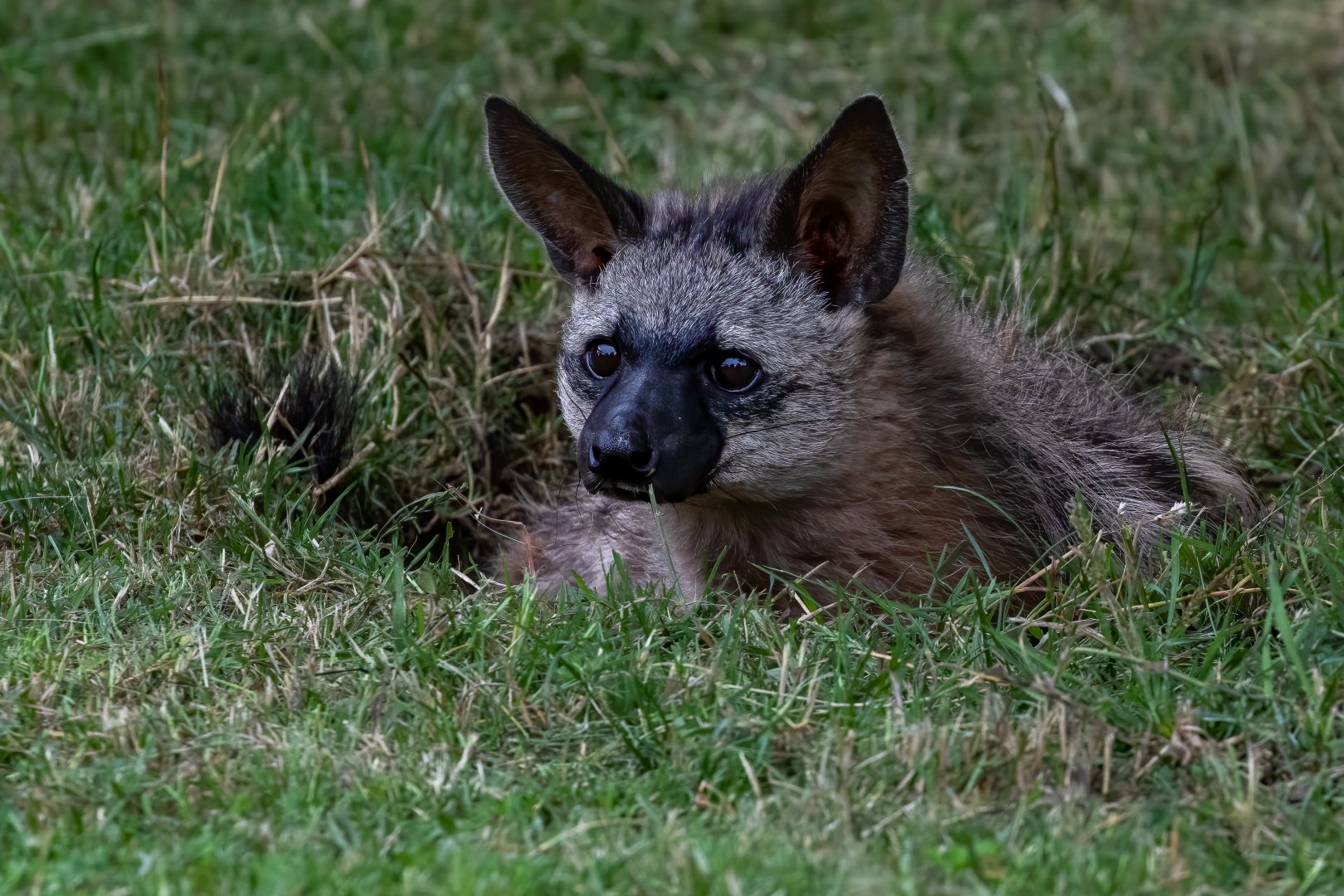 Southern Aardwolf / Hamerton / 15-7-20