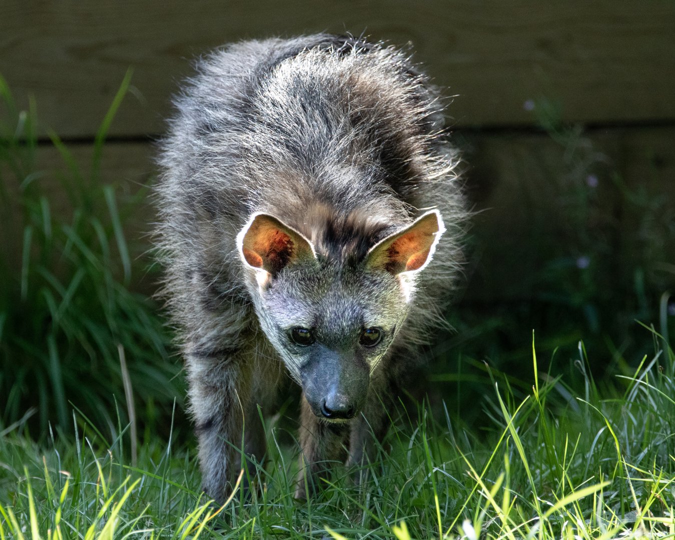 Southern Aardwolf / Hamerton / 23-8-19