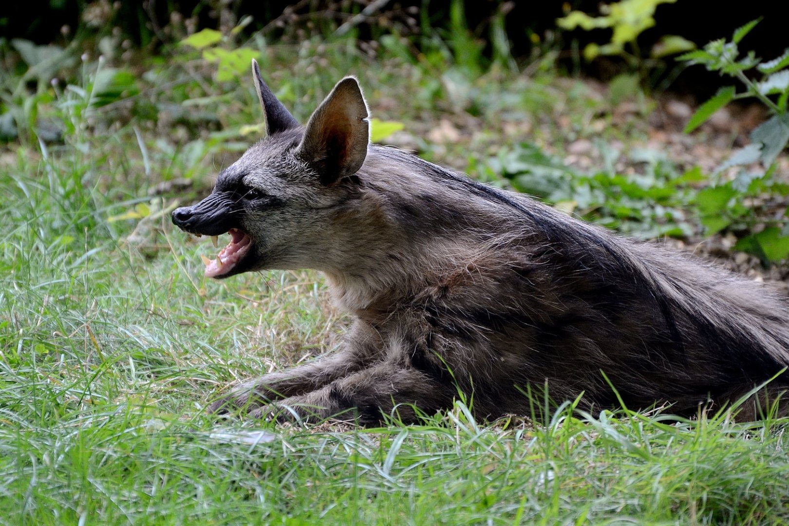 Southern Aardwolf - Hamerton 24/08/19