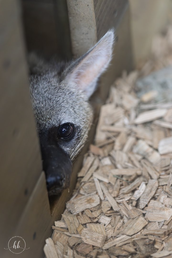 Southern Aardwolf / Hamerton / 24-4-25