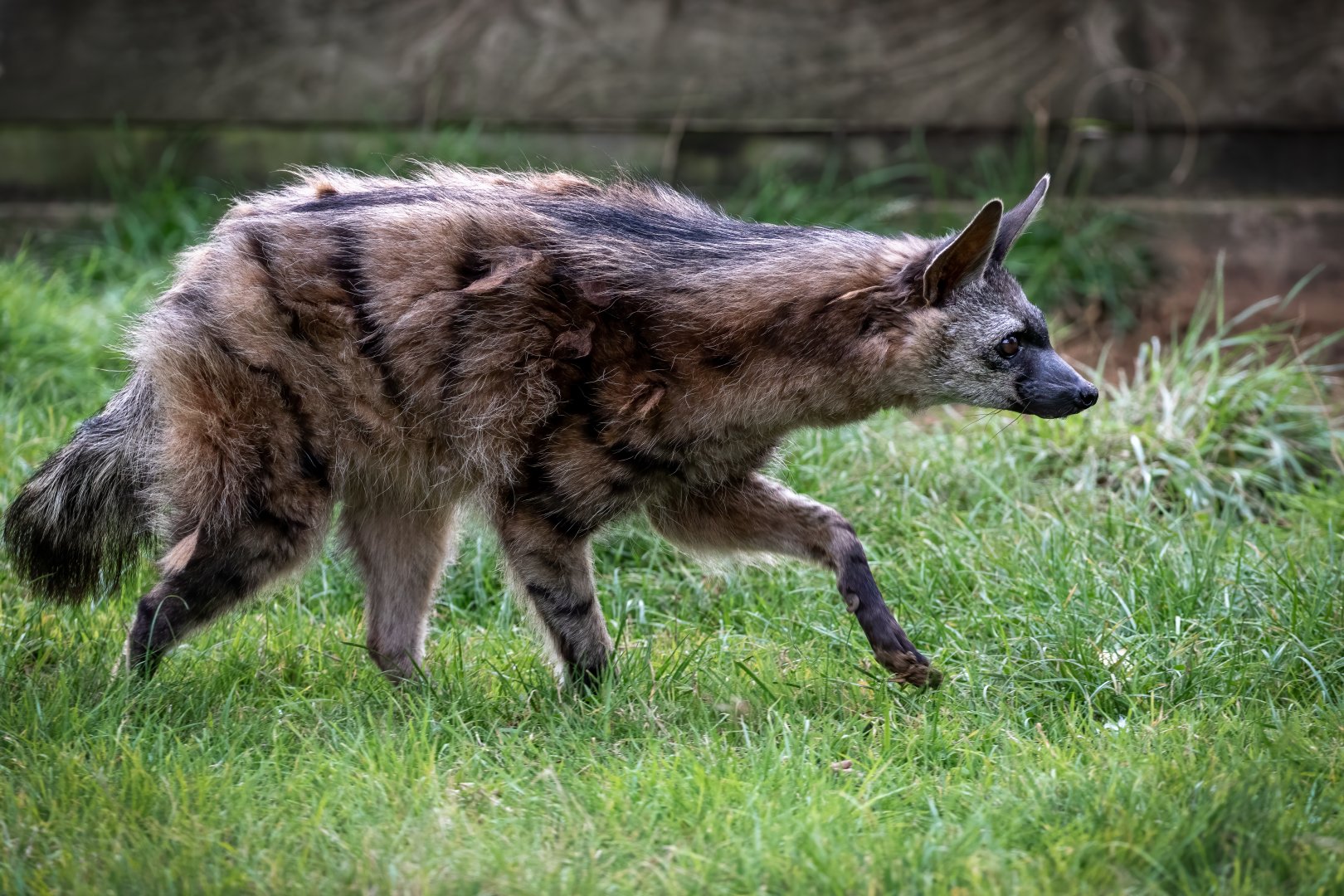 Southern Aardwolf  / Hamerton / 28-9-20