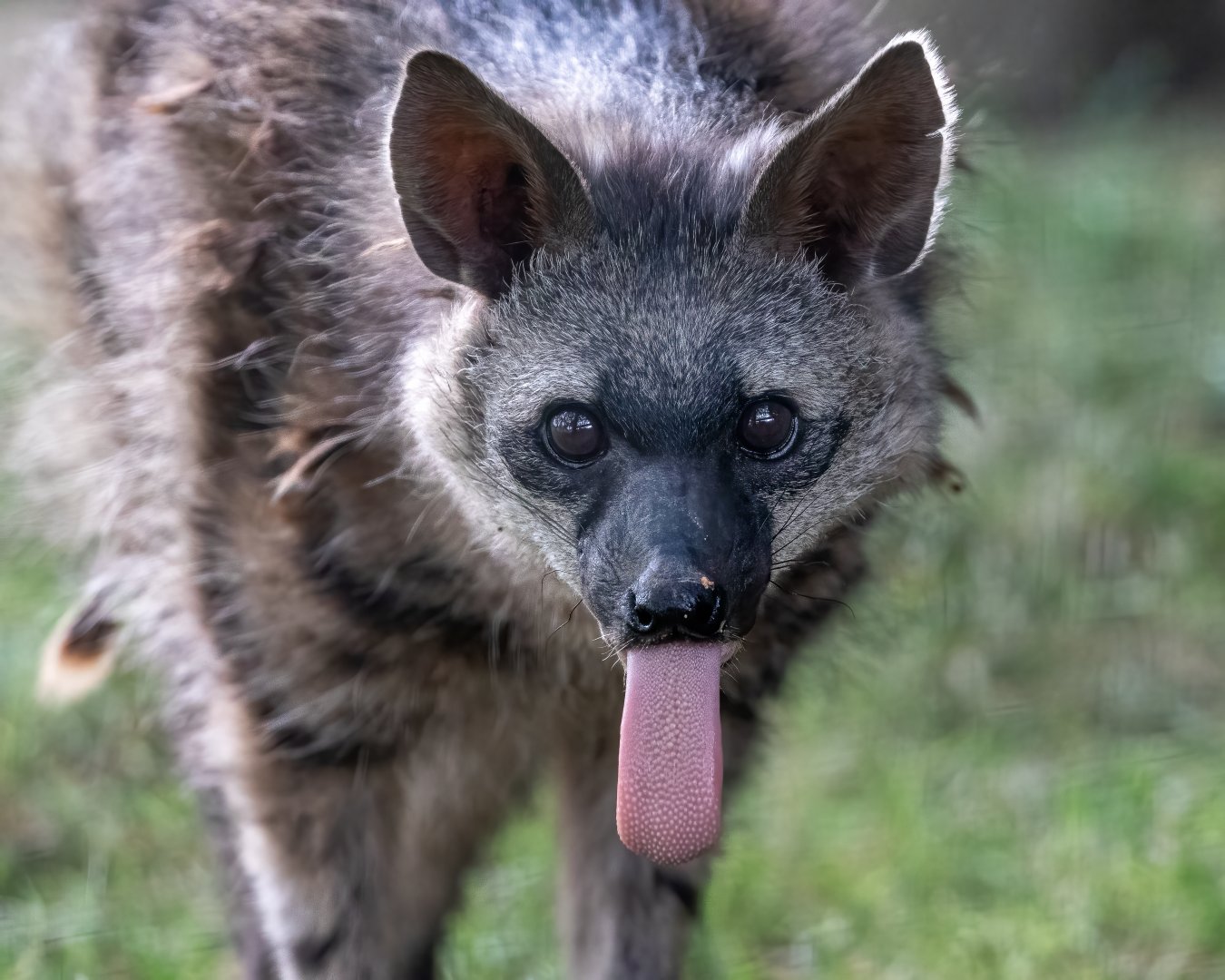 Southern Aardwolf  / Hamerton / 28-9-20