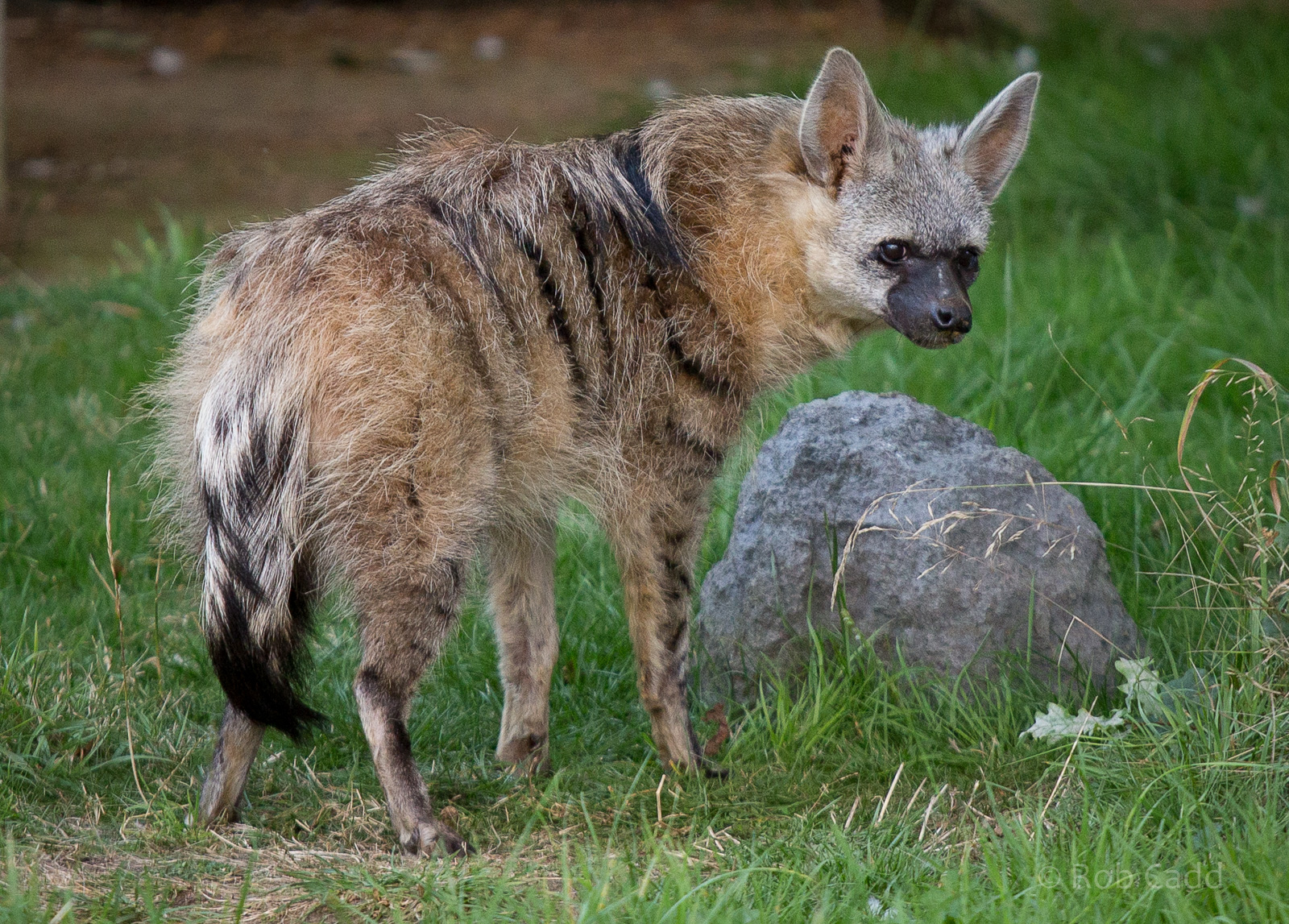 Southern aardwolf : Hamerton : 31 Aug 2014