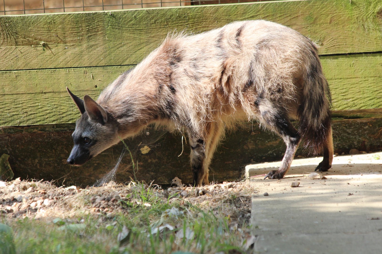 Southern Aardwolf - July 2018