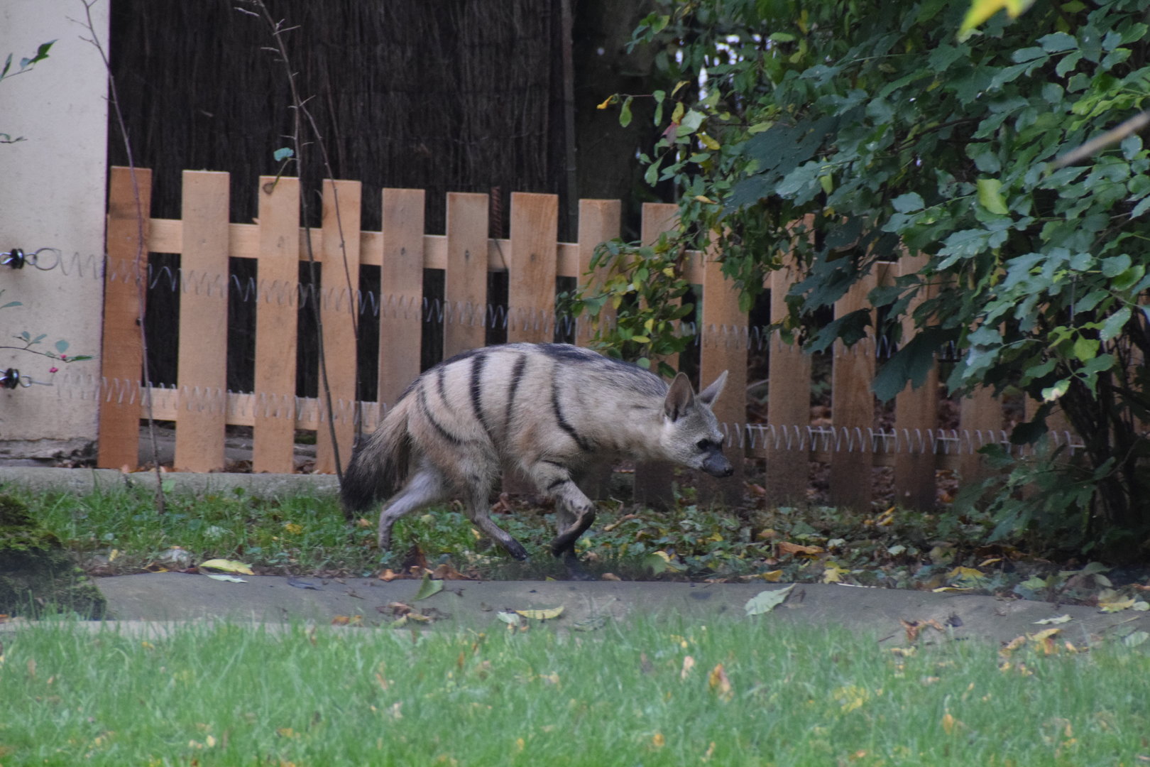 Southern aardwolf - October 2023