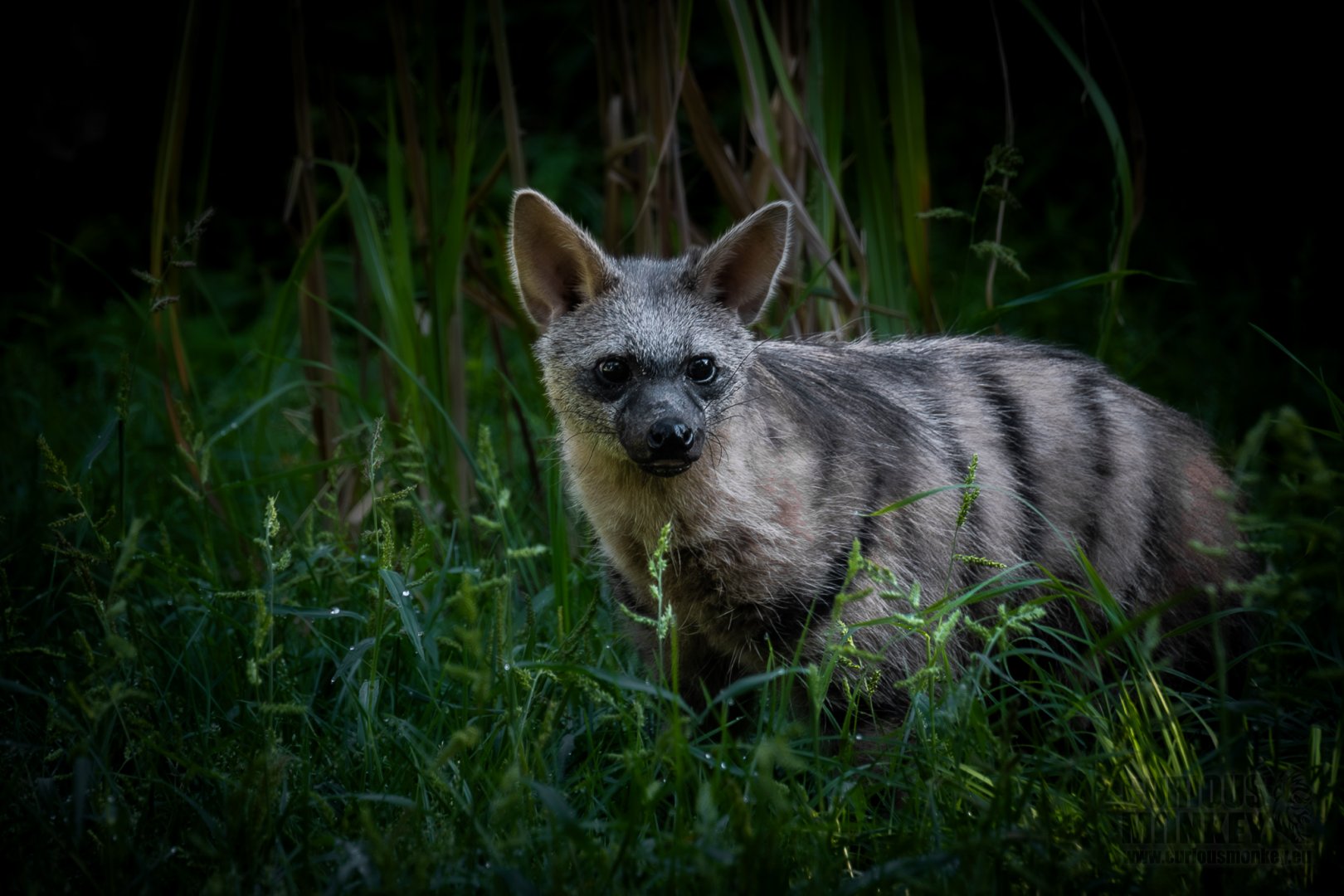 Southern Aardwolf (proteles cristata cristata) 08/24