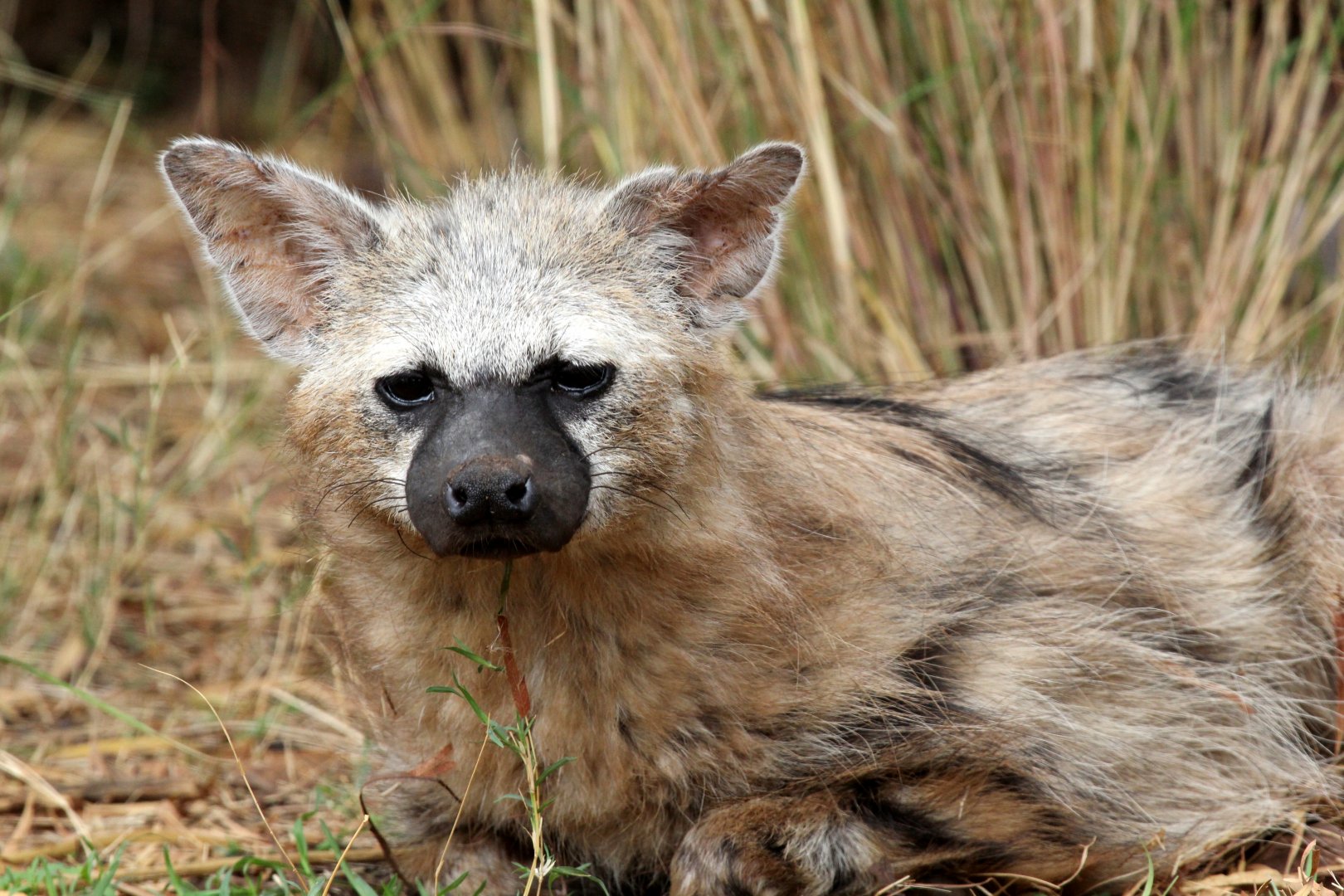 Southern aardwolf (Proteles cristata cristata)