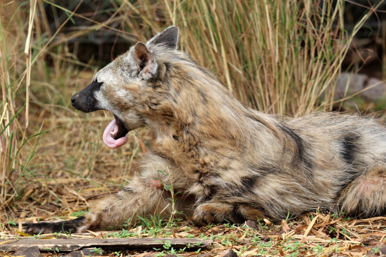 Southern aardwolf (Proteles cristata cristata)