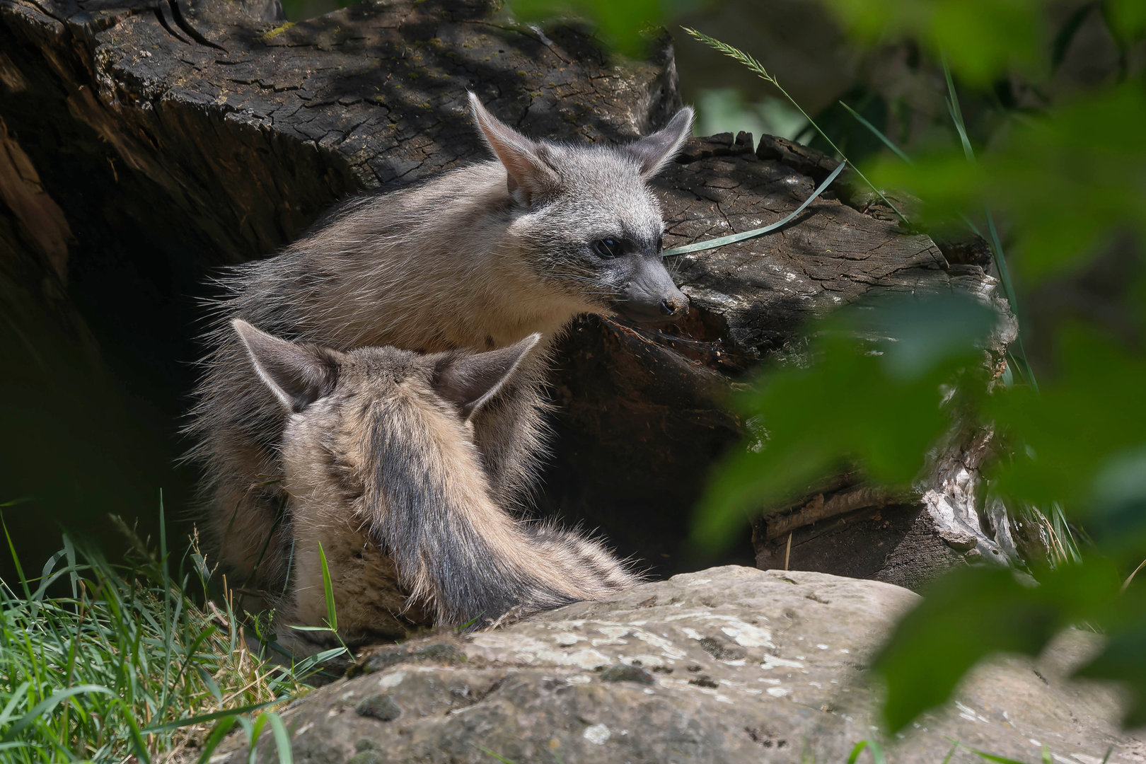 Southern aardwolf (Proteles cristata cristata)