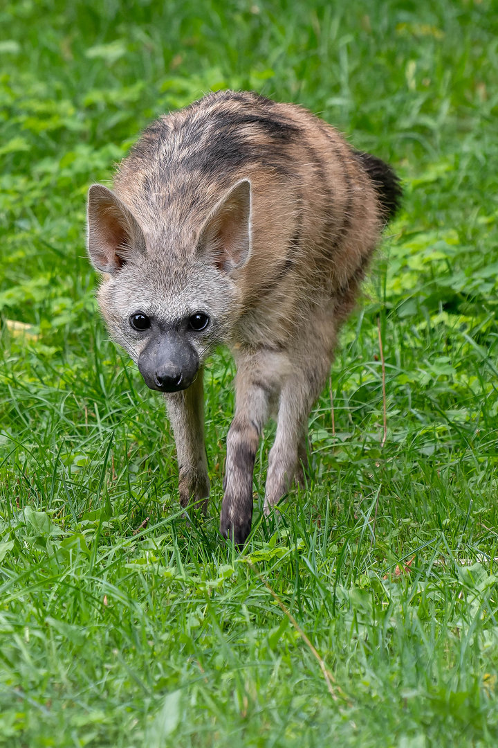 Southern aardwolf (Proteles cristata cristata)