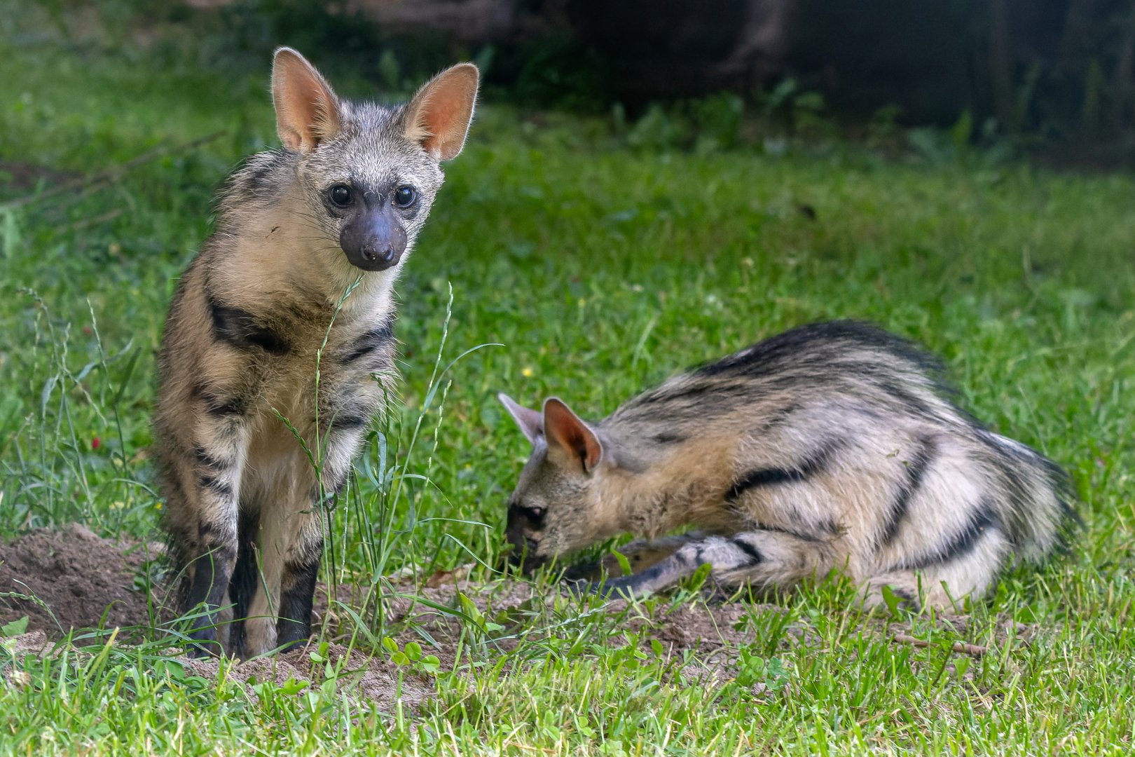 Southern aardwolf (Proteles cristata cristata)