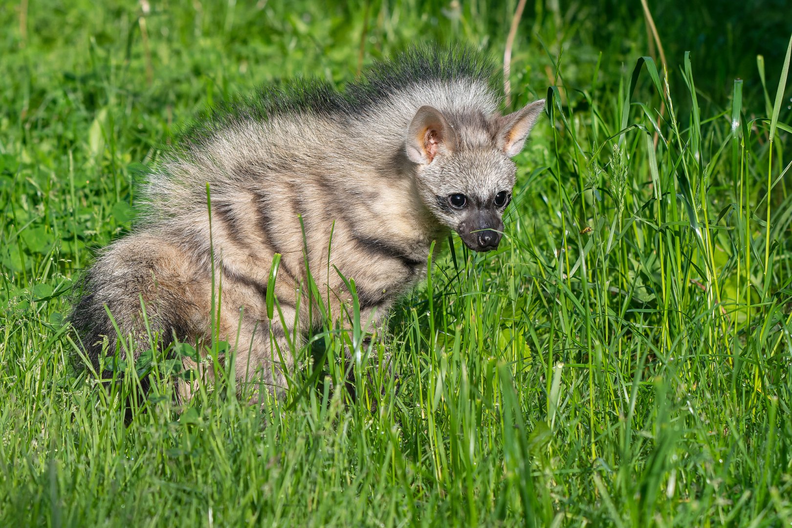 Southern aardwolf (Proteles cristata cristata)