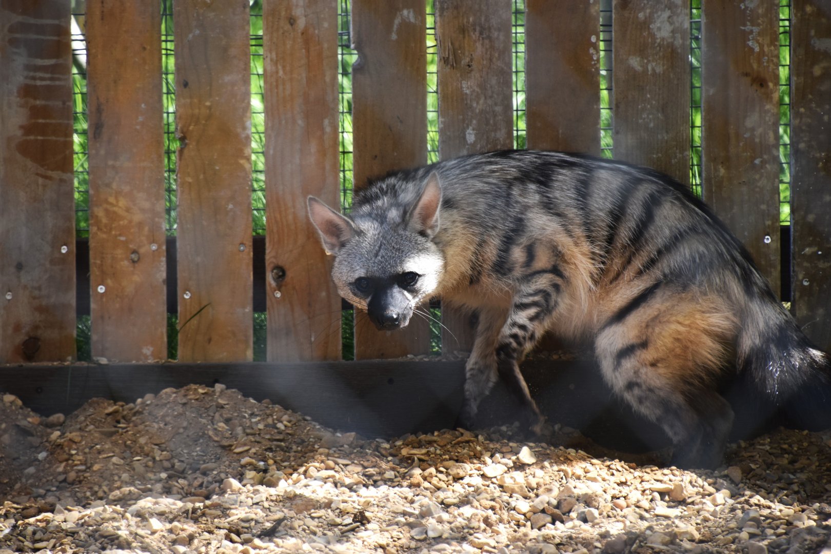 Southern aardwolf, Proteles cristata