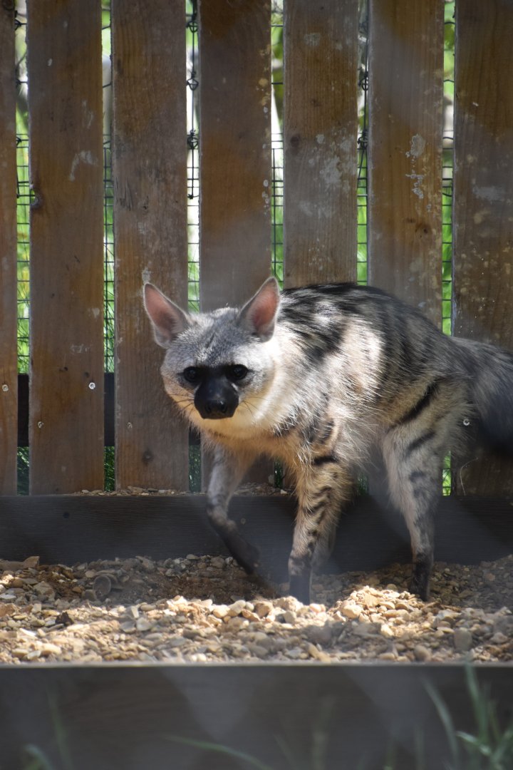 Southern aardwolf, Proteles cristata