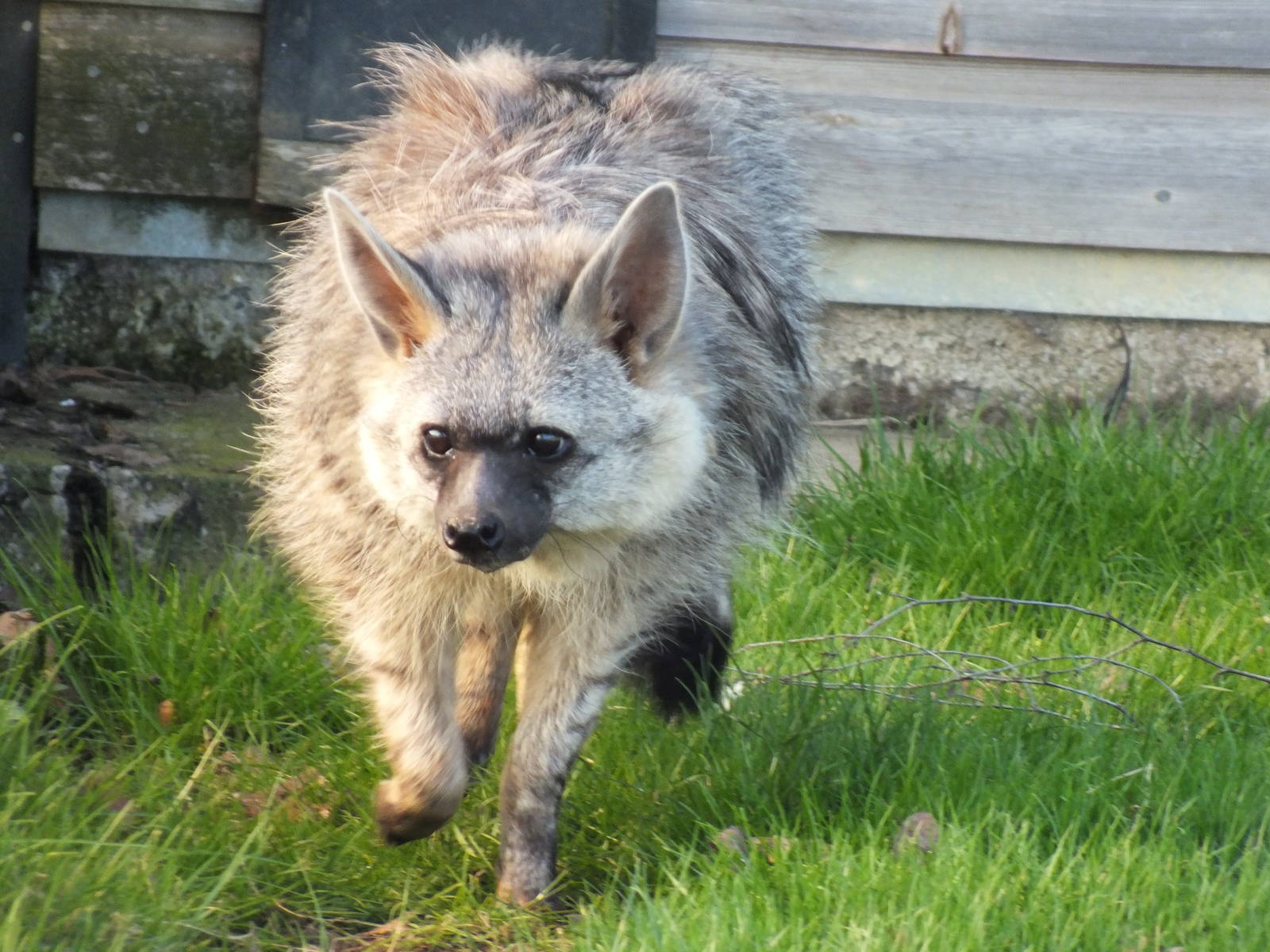 Southern Aardwolf (Proteles cristatus cristatus) at Hamerton Zoo Park - Mar