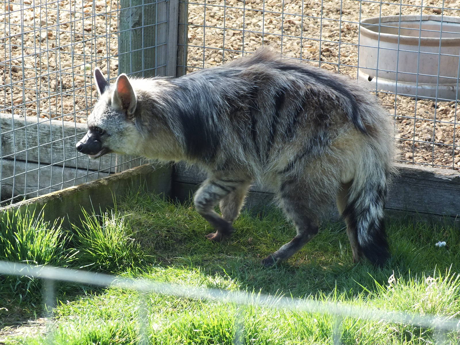Southern Aardwolf (Proteles cristatus cristatus) at Hamerton Zoo Park - Mar