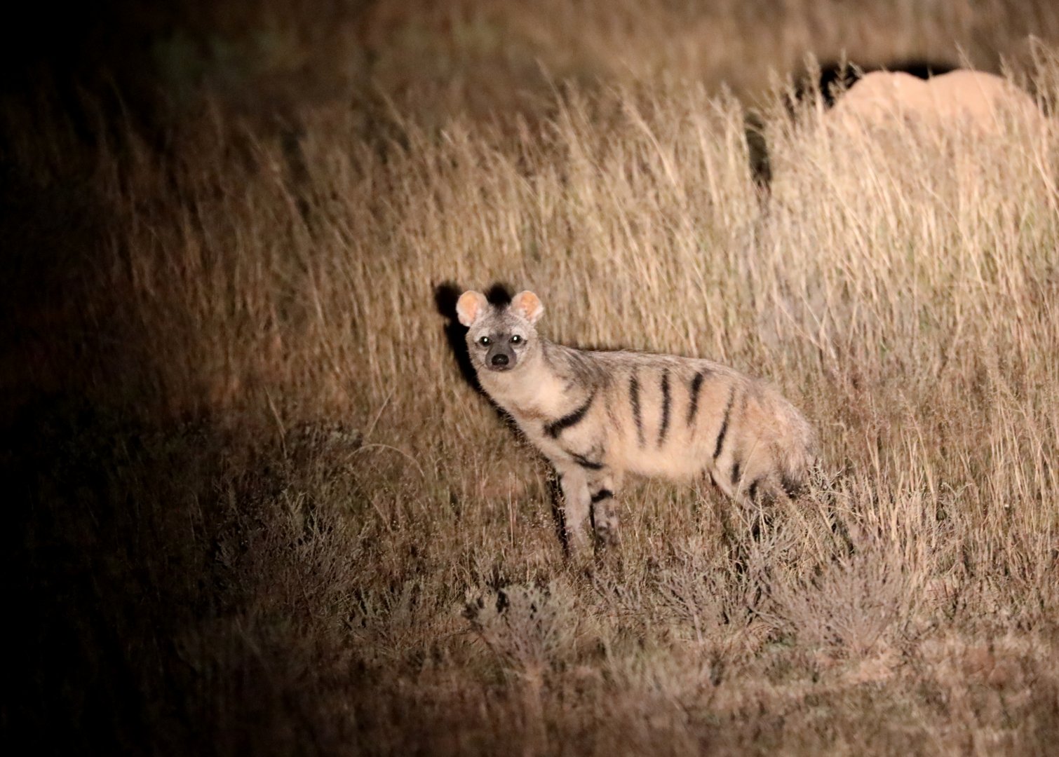 Southern Aardwolf (Proteles cristatus)