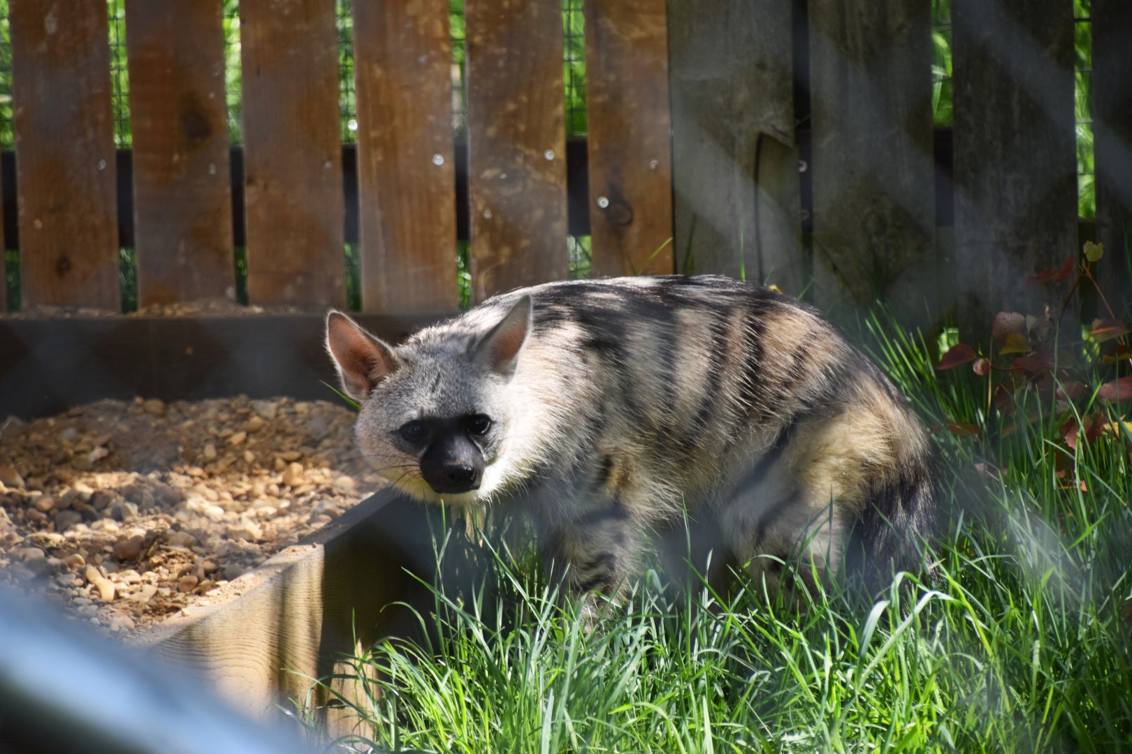 Southern aardwolf, Proteles cristatus