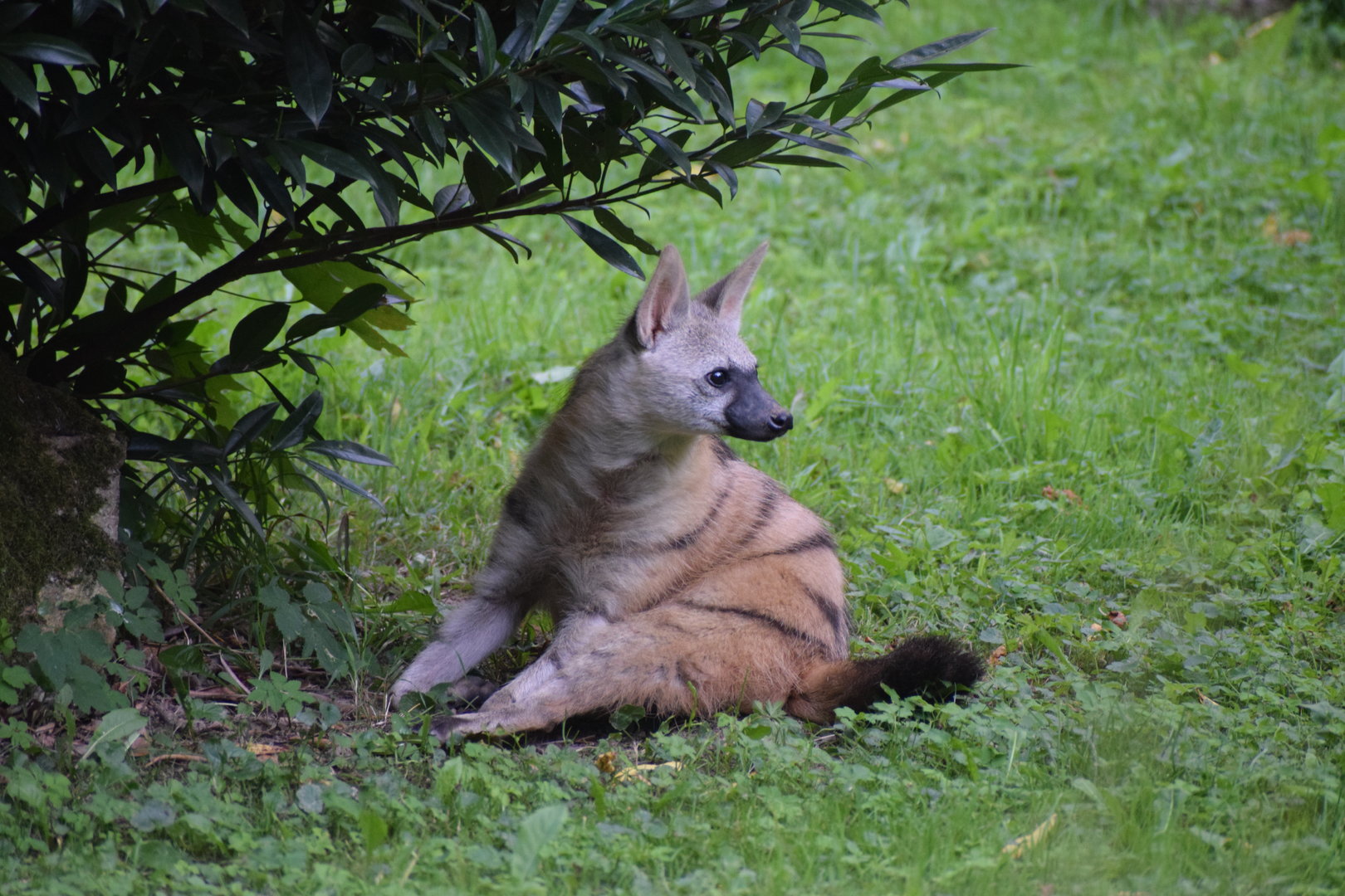 Southern aardwolf - September 2023