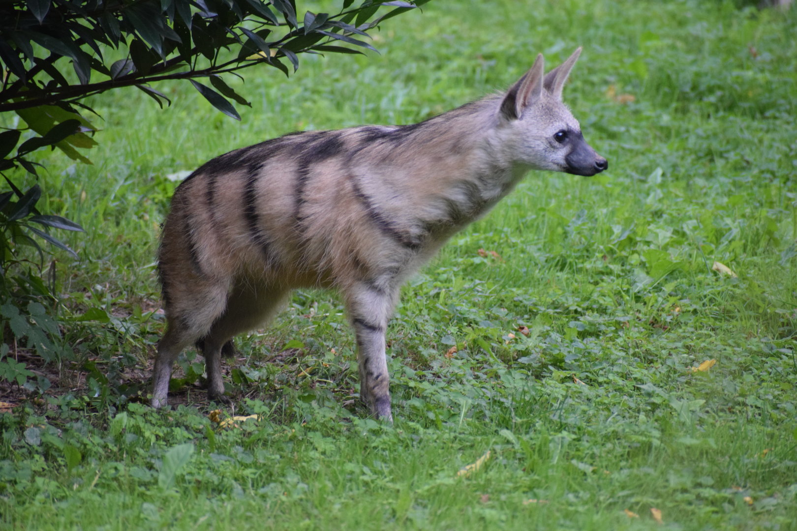 Southern aardwolf - September 2023