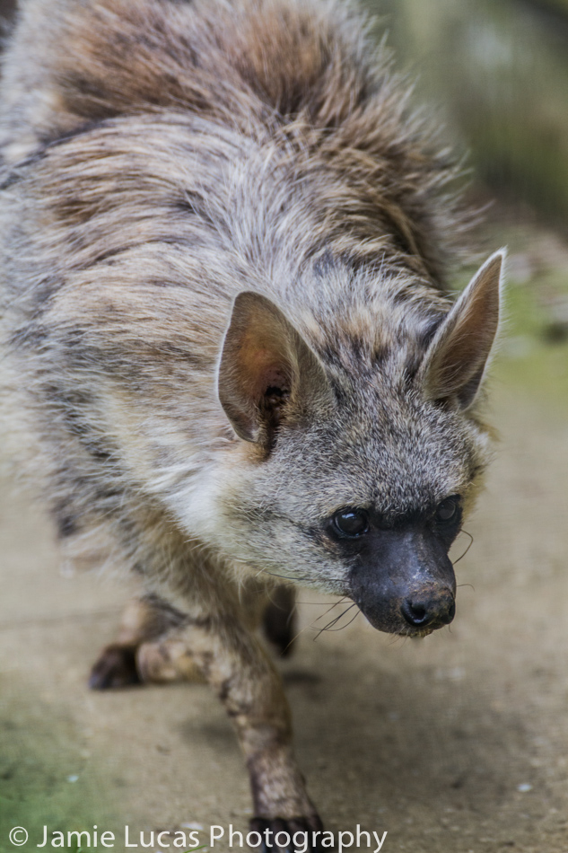 Southern Aardwolf