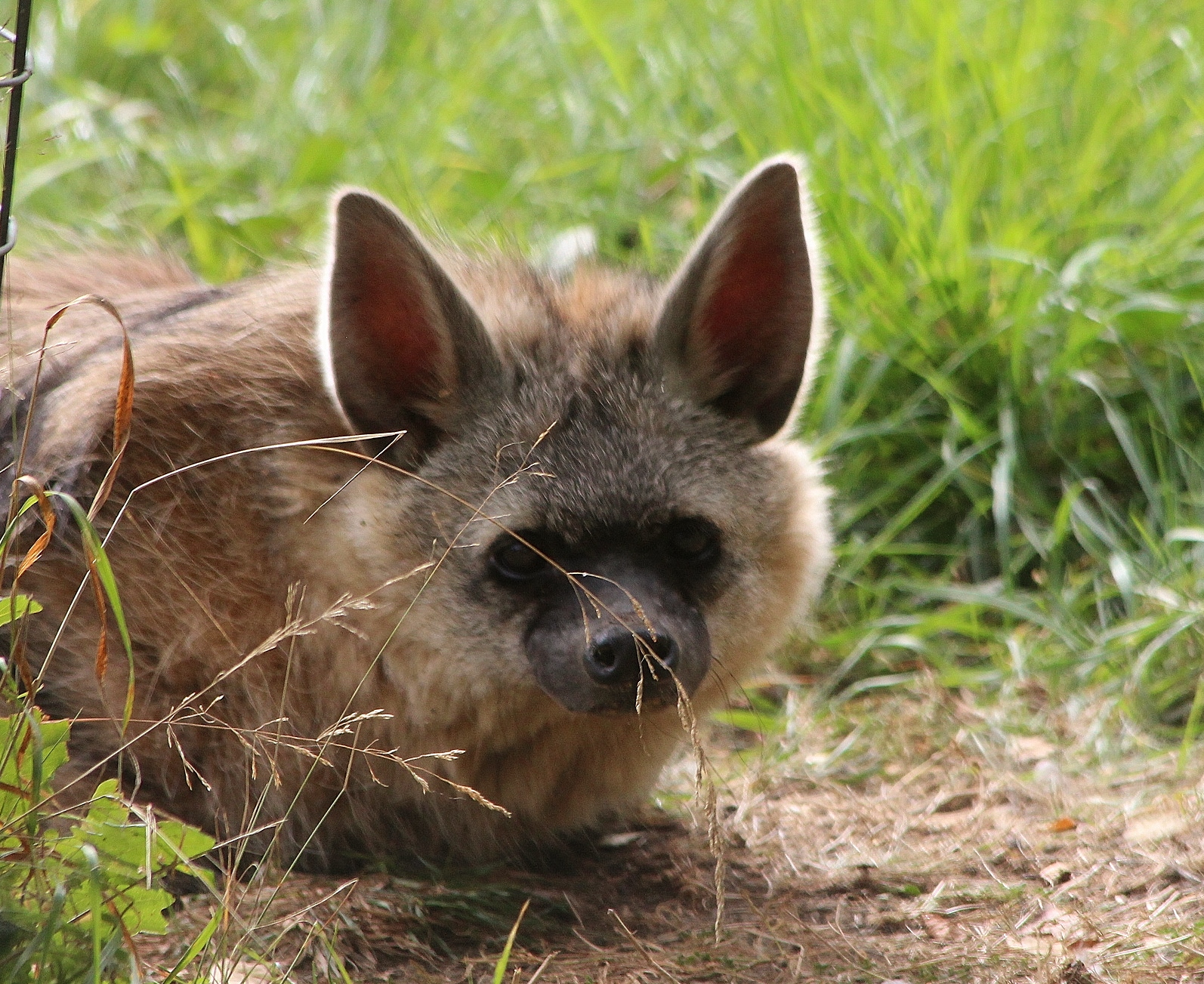 Southern Aardwolf