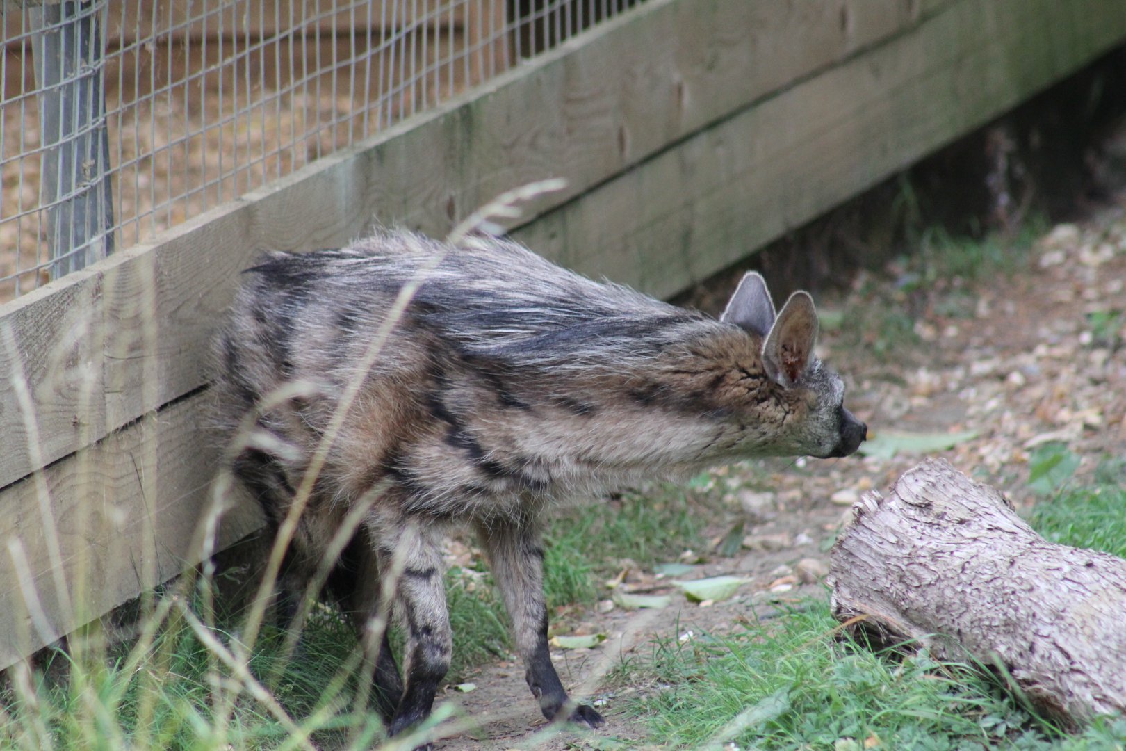 Southern Aardwolf