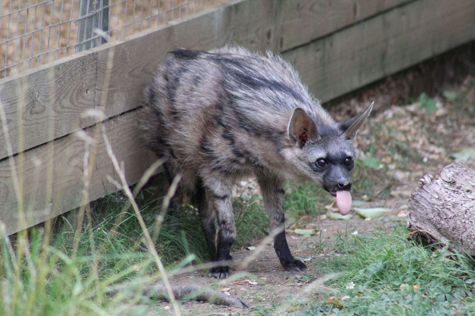 Southern Aardwolf