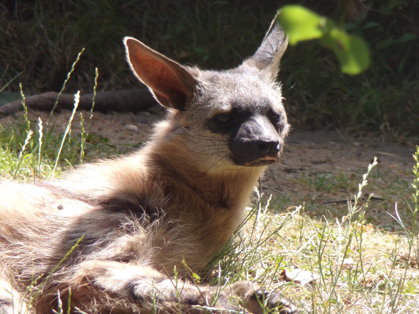 Southern Aardwolf