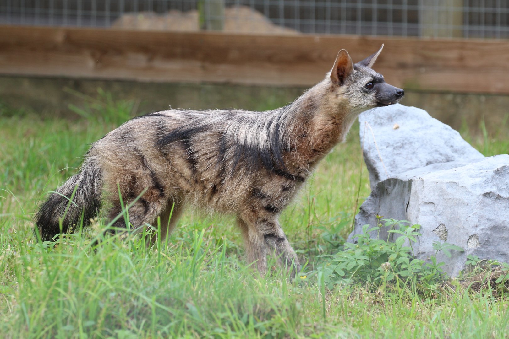 Southern Aardwolf