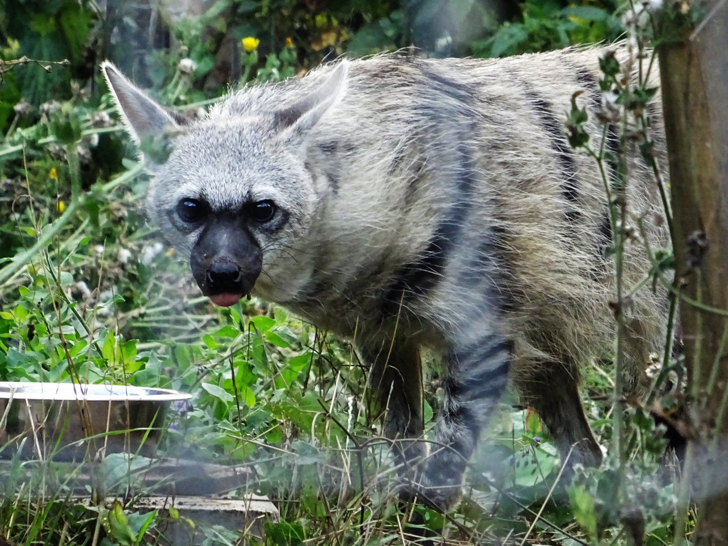 Southern Aardwolf