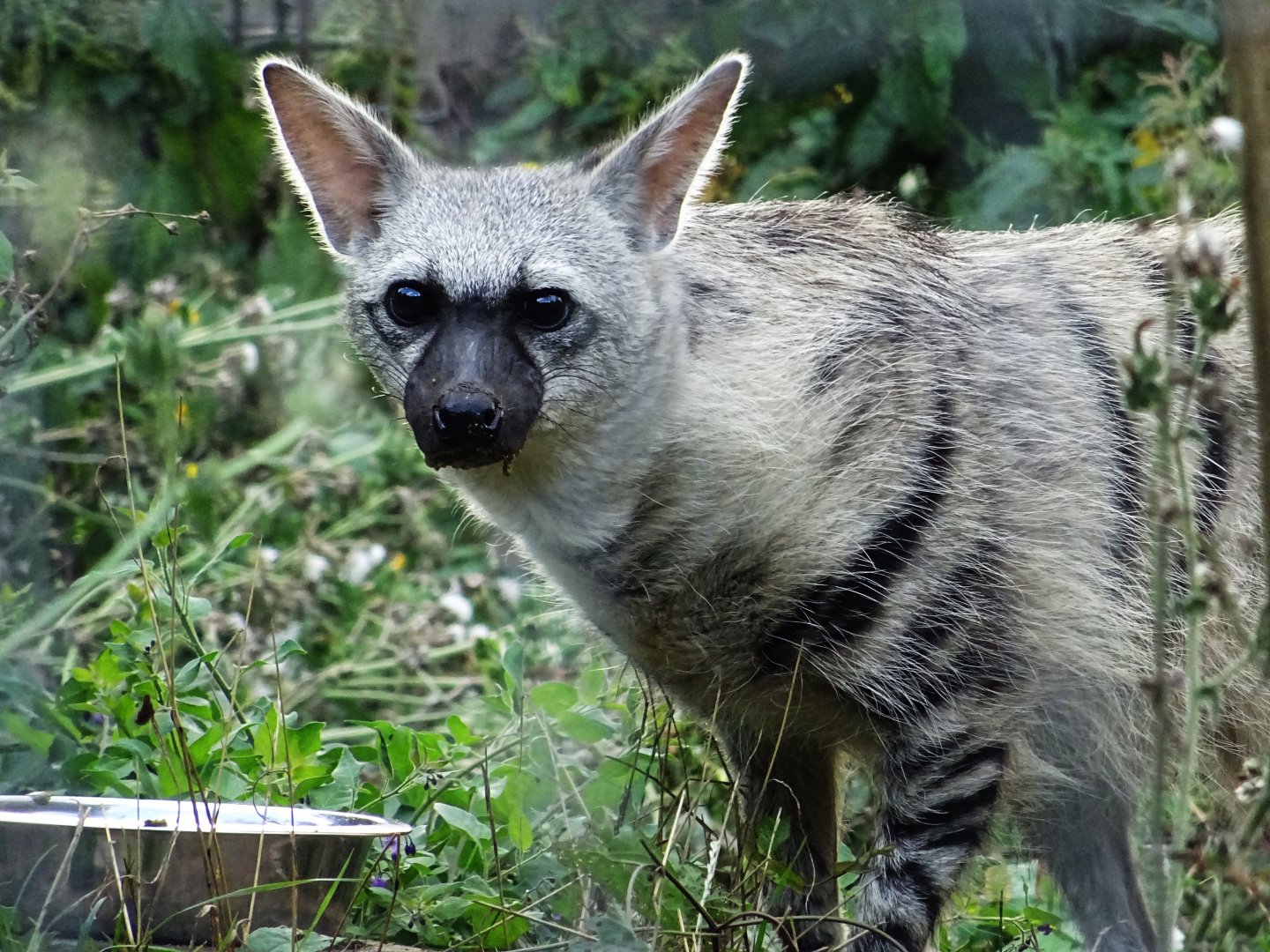 Southern Aardwolf