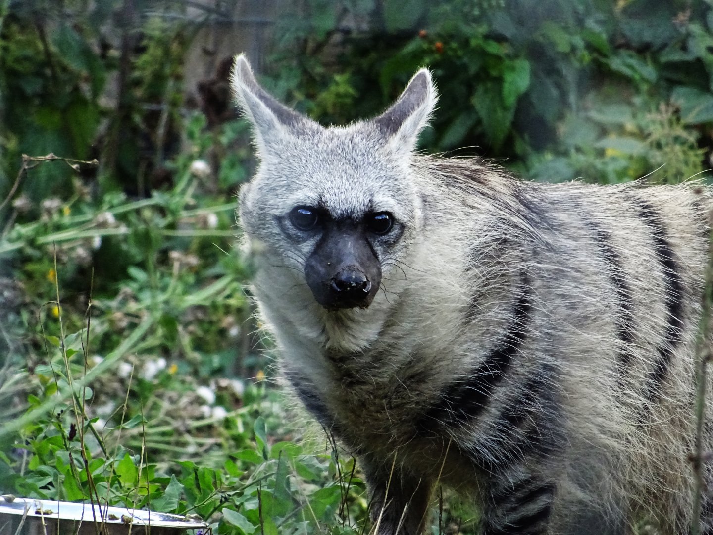 Southern Aardwolf