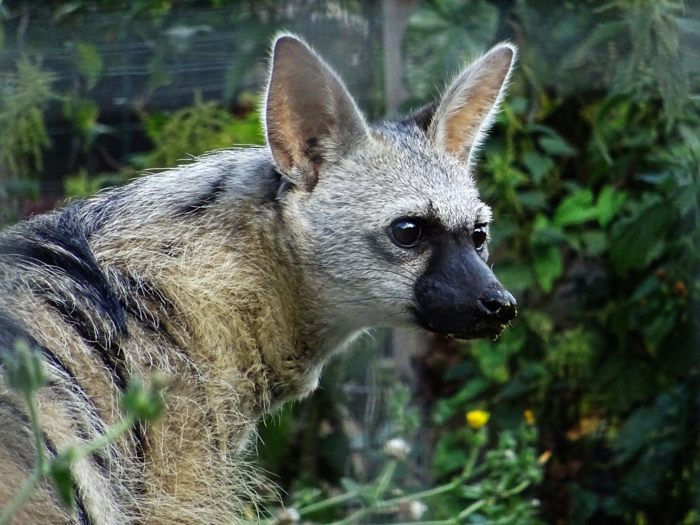 Southern Aardwolf