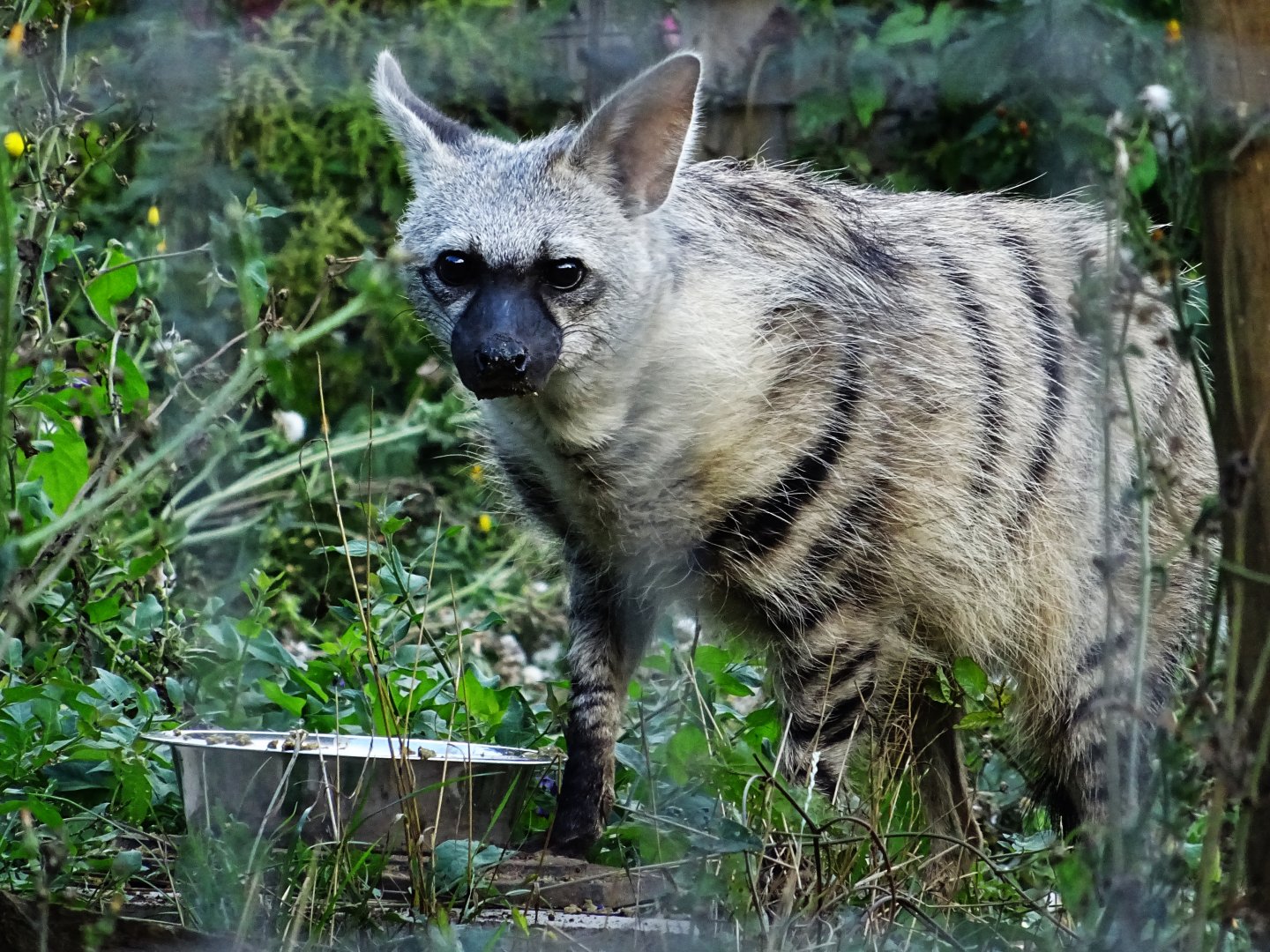 Southern Aardwolf