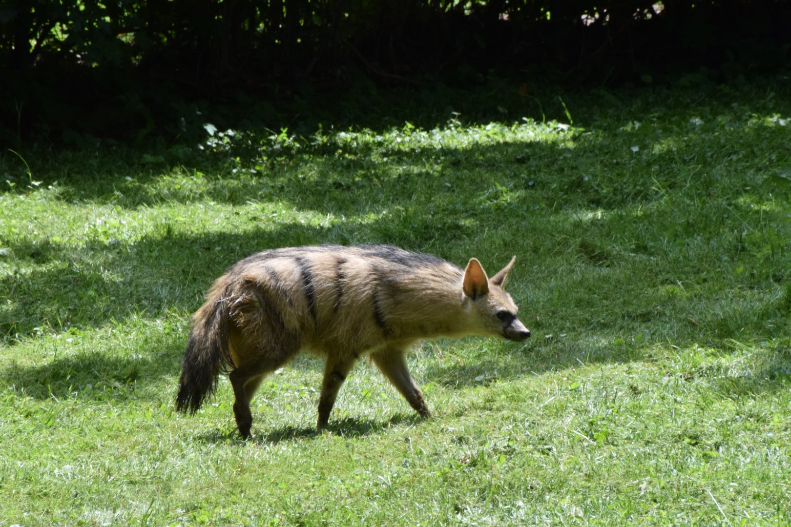 Southern aardwolf