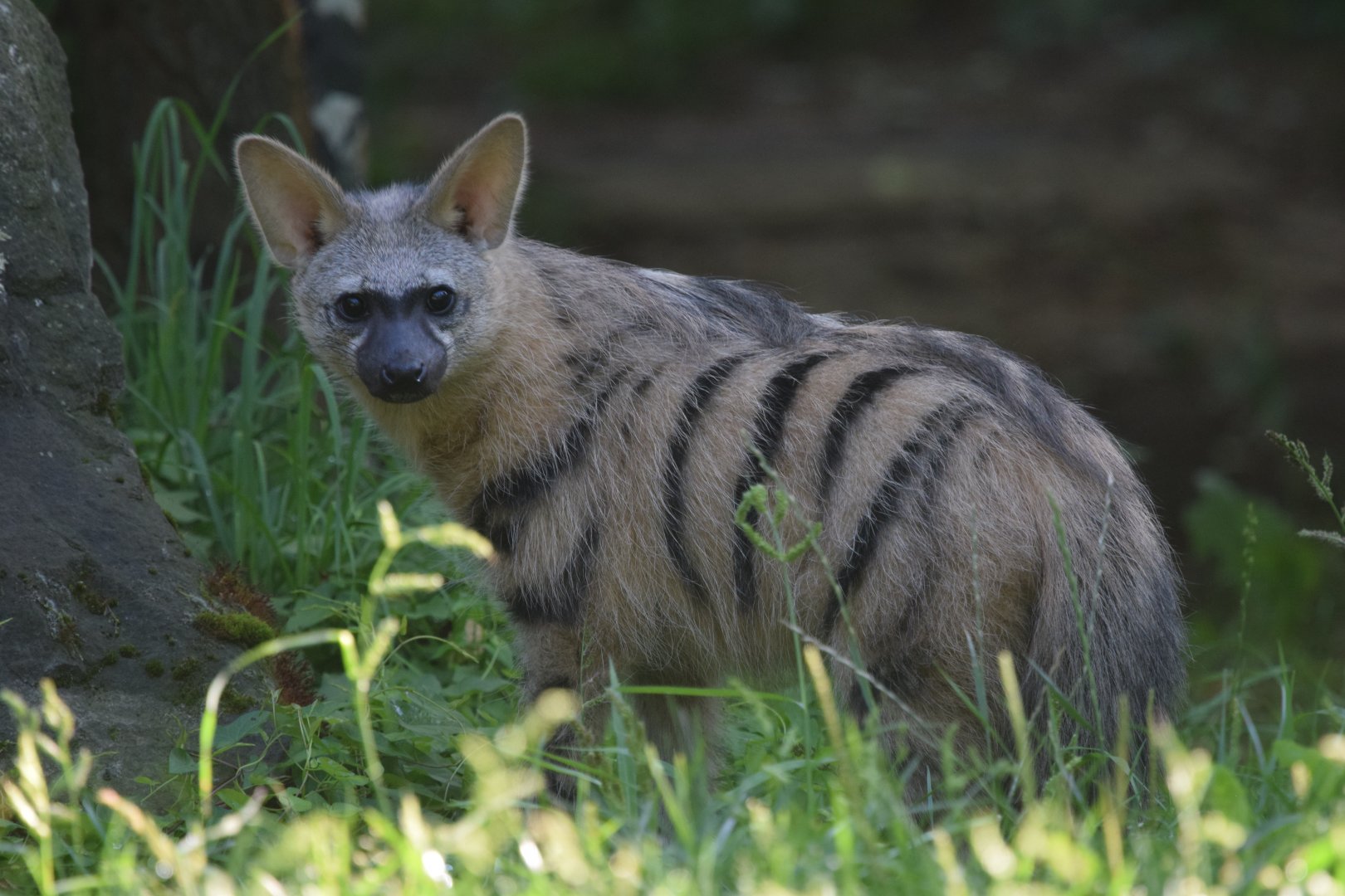 Southern aardwolf