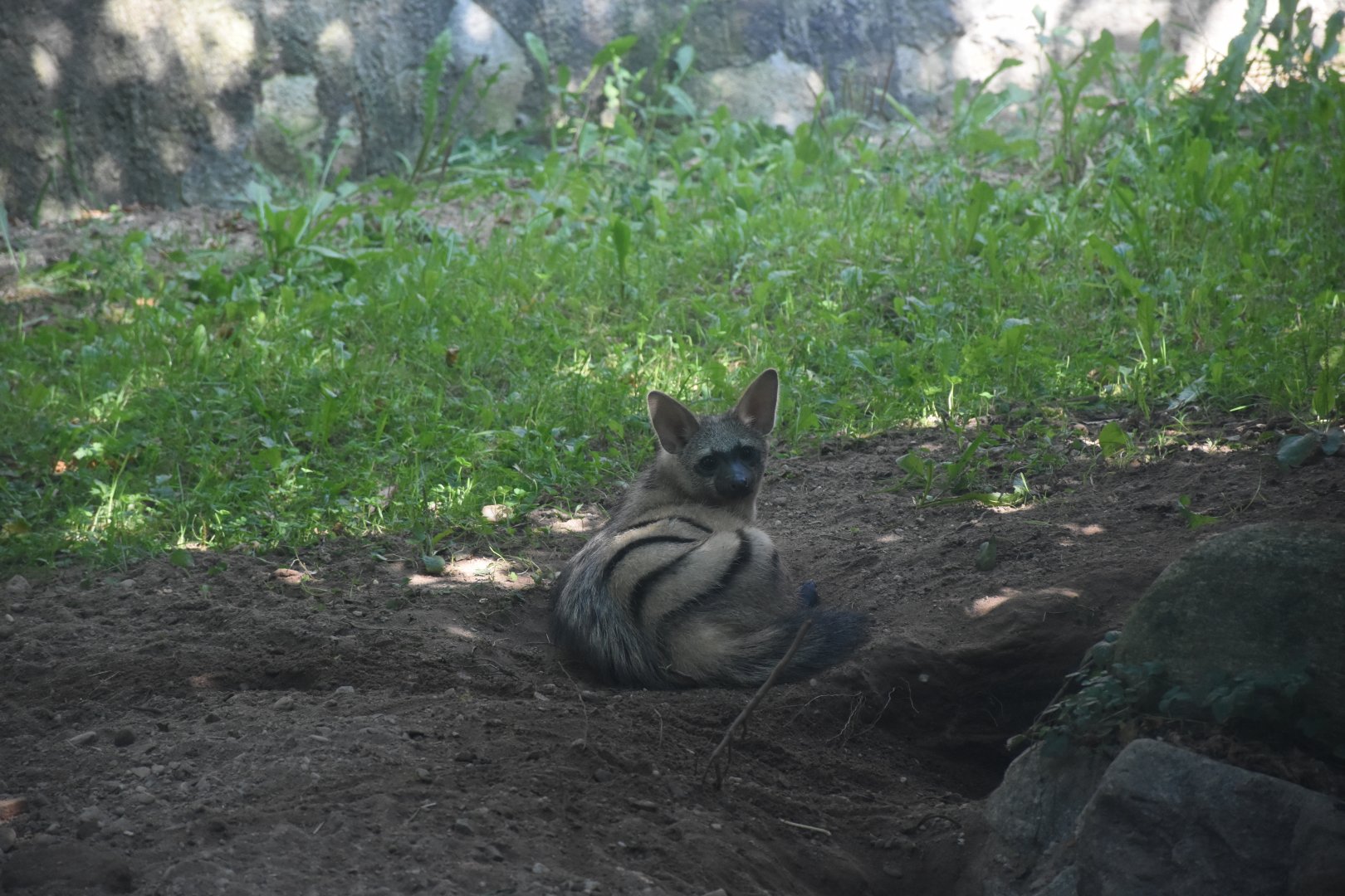 Southern aardwolf