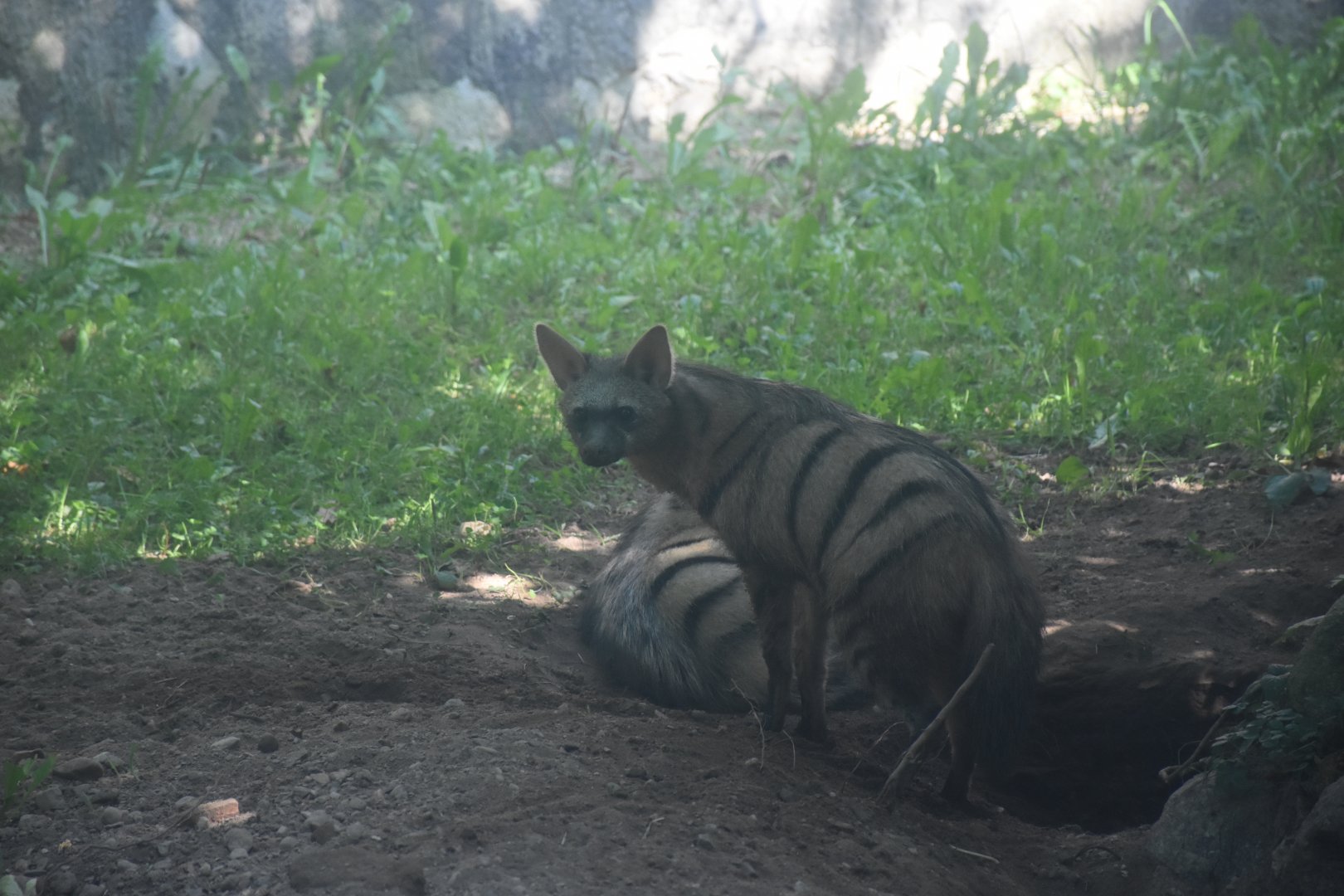 Southern aardwolf