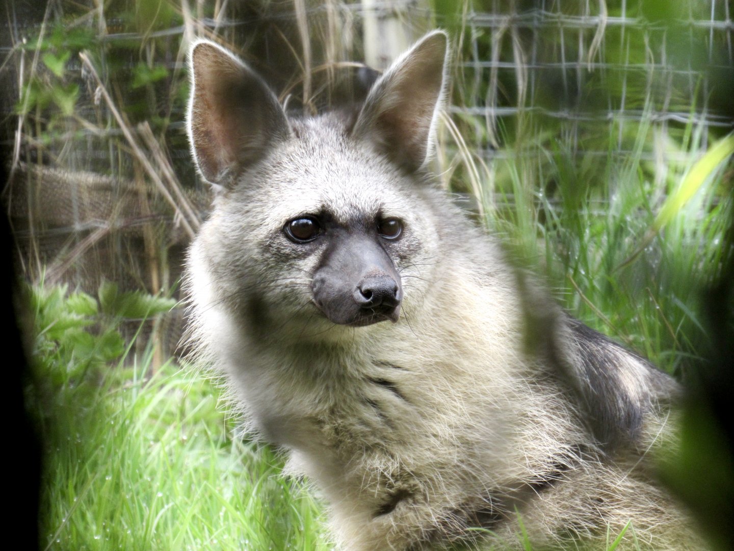 Southern aardwolf