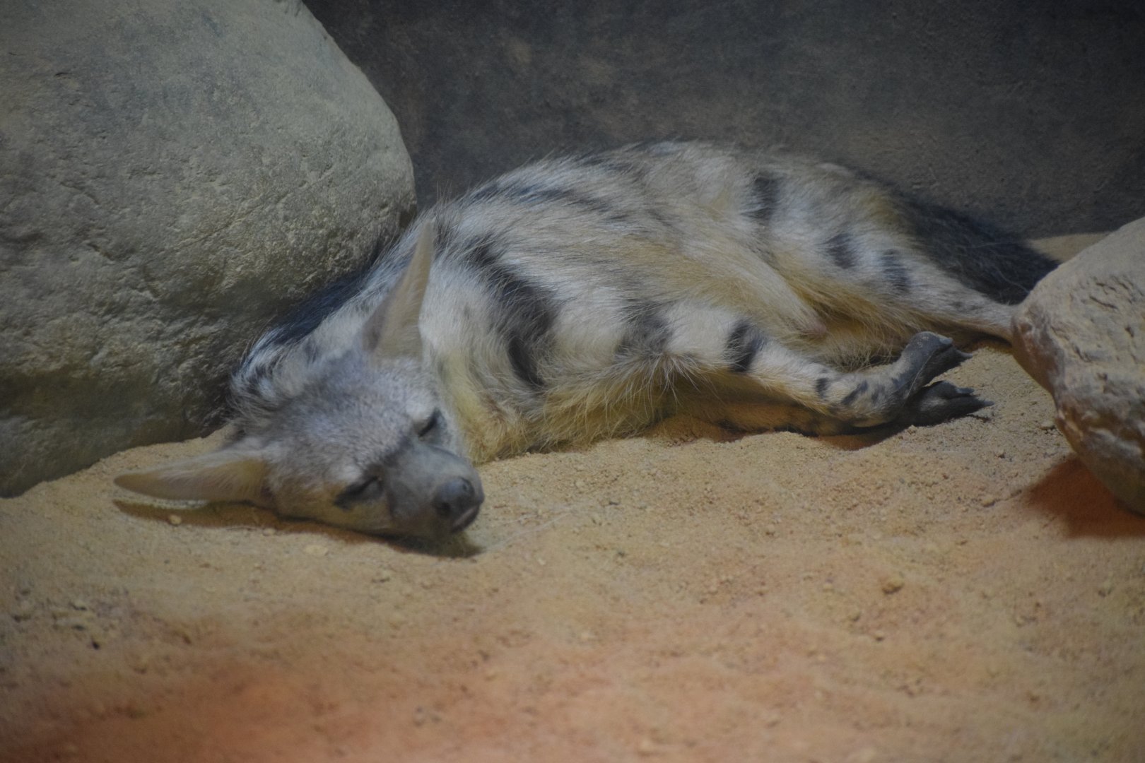 Southern aardwolf
