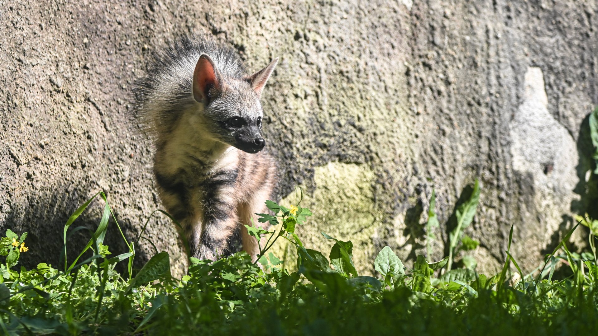 Southern aardwolf