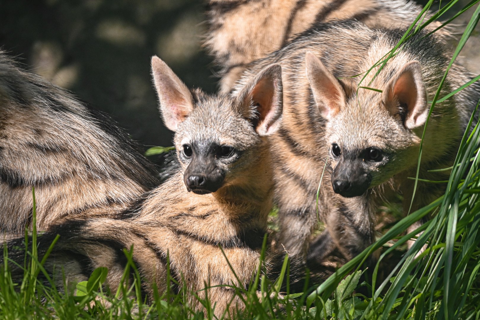Southern aardwolves