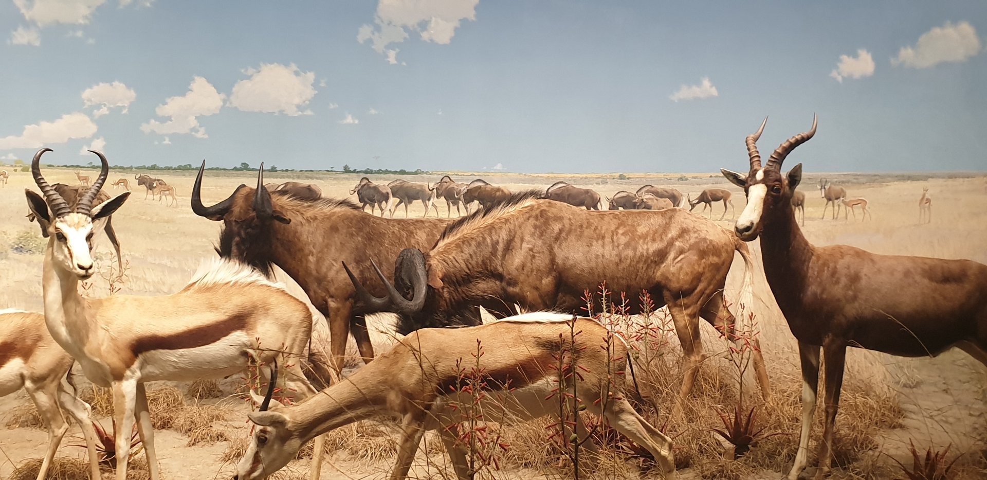 Southern Africa, Black Wildebeest & Blesbok & Springbok