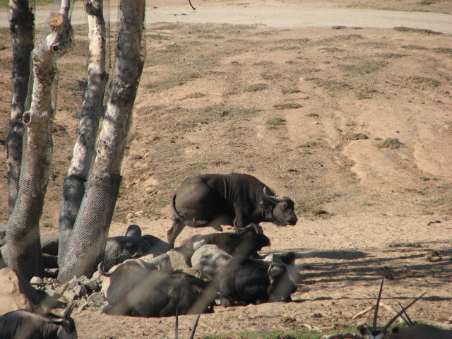 Southern Africa - Cape Buffalo