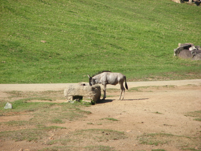 Southern Africa - Eastern White-Bearded Wildebeest