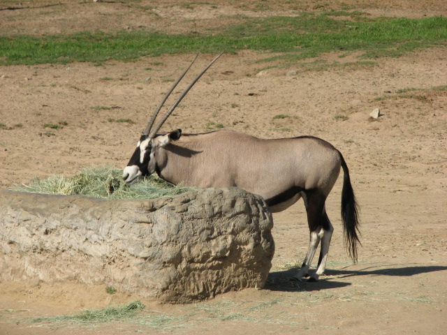 Southern Africa - Gemsbok