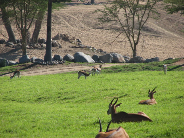 Southern Africa - Patterson's Eland and South African Springbok
