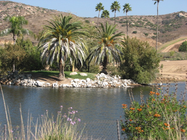 Southern Africa - Pelican Island